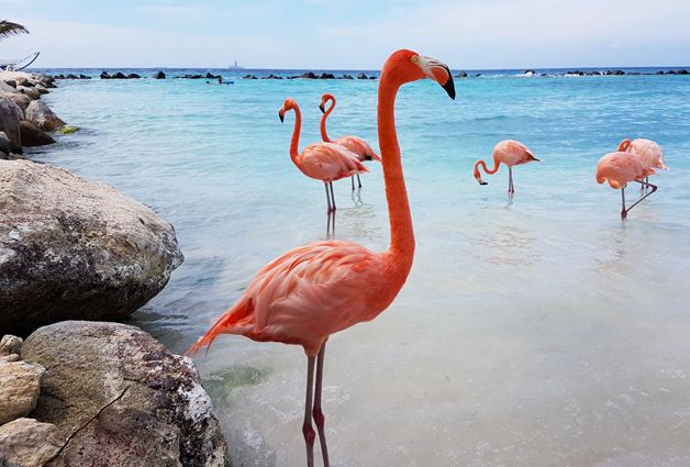 Aruba. Photograph by Richard Powell (3 of 14)