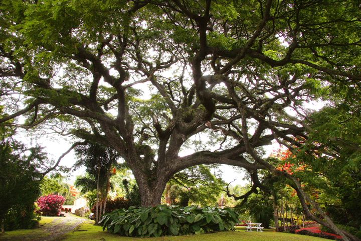 The Caribbean, 2013–2014. Photograph by Richard Powell – St Kitts (3 of 94)