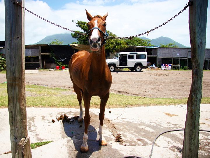 The Caribbean, 2013–2014. Photograph by Richard Powell – Nevis (29 of 94)