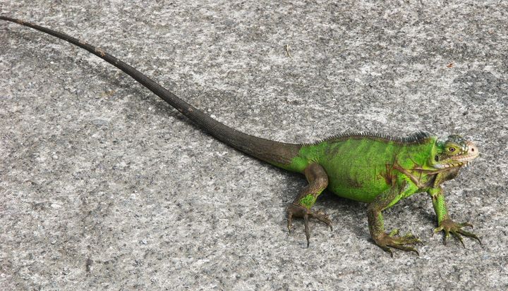 The Caribbean, 2013–2014. Photograph by Richard Powell – Dominica (60 of 94)