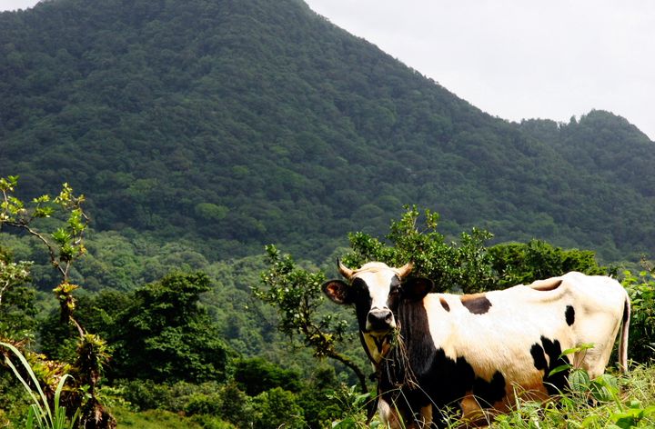 The Caribbean, 2013–2014. Photograph by Richard Powell – Dominica (65 of 94)
