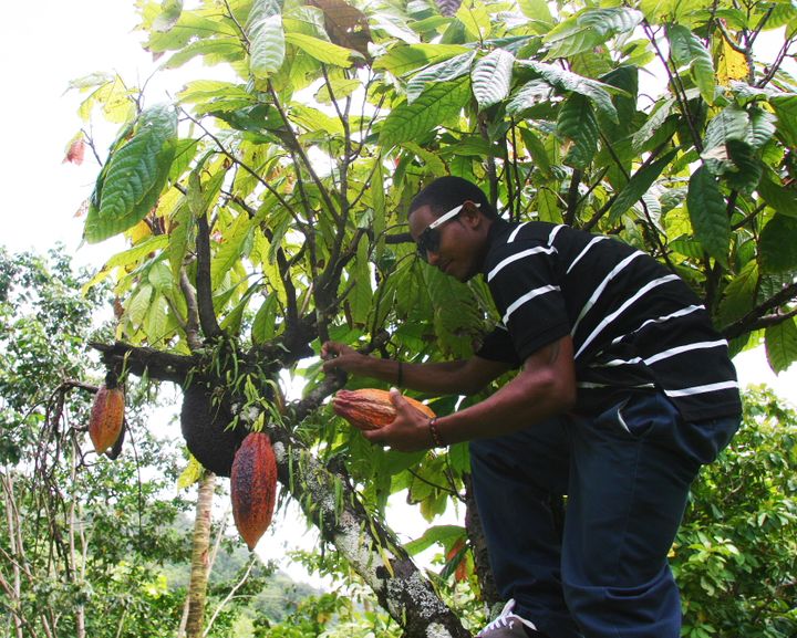 The Caribbean, 2013–2014. Photograph by Richard Powell – Dominica (70 of 94)
