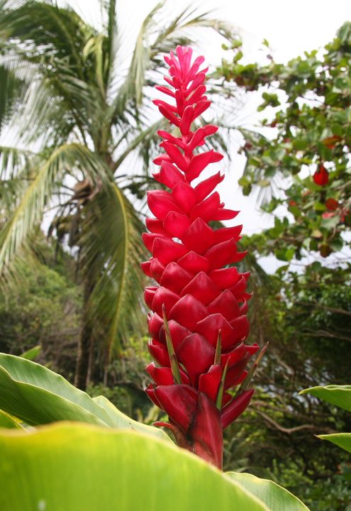 The Caribbean, 2013–2014. Photograph by Richard Powell – Dominica (79 of 94)