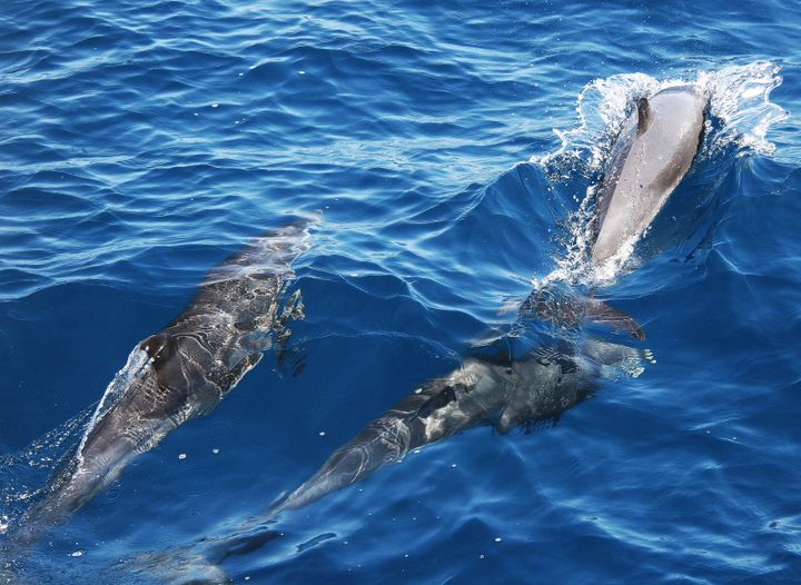 The Caribbean, 2013–2014. Photograph by Richard Powell – Dominica (86 of 94)
